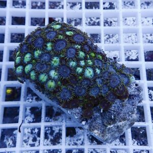 Close-up of a zoanthid coral colony with bright green centers and dark purple tentacles on a rock fragment sitting on a white grid under blue aquarium lighting