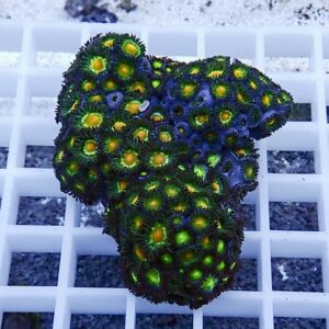 Colorful zoanthid coral fragment with green centers and yellow rings on dark blue polyps resting on a white grid.