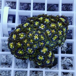 Close-up of a vibrant zoanthid coral colony with green-centered polyps and blue-green tentacles resting on a white grid frag rack.