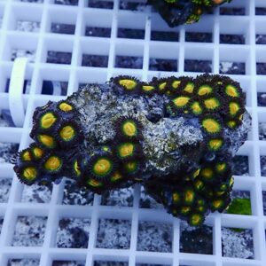 Cluster of zoanthid corals with bright green centers and yellow rims on a rocky mat in a reef tank