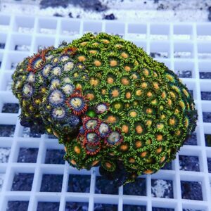 Close-up of a multicolored zoanthid coral colony with bright green, orange, red, and blue polyps on a white grid backdrop
