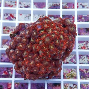 Red coral colony frag with numerous polyp heads resting on a white grid rack (reef aquarium frag display).