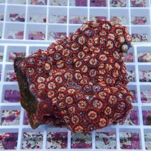 Close-up of a red coral fragment with circular, button-like polyps on a white grid background.
