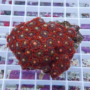 Red zoanthid coral colony with circular polyps on a white grid background