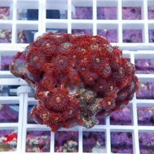 Cluster of bright red zoanthid corals with ring-shaped polyps attached to a rock, resting on a white grid in a reef aquarium.