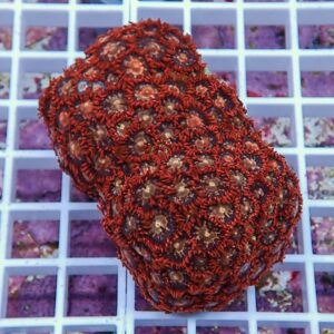 Red coral colony with many small circular polyps on a pale grid background, close-up view.