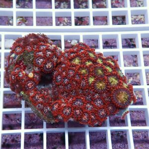 Bright red coral colony with multiple circular polyps displaying green centers on a white grid display.