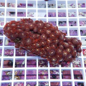 Red coral fragment with round polyps sitting on a white grid rack in an aquarium setting.