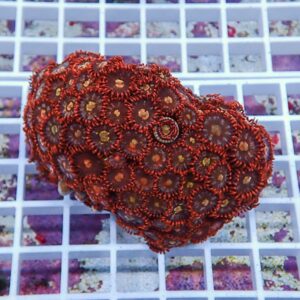 Red zoanthid coral colony with dozens of tiny circular polyps on a white grid background.