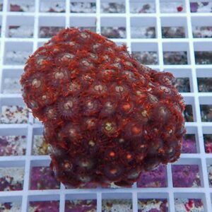 Red, bumpy coral colony with numerous small polyps on a white grid background, likely a reef aquarium specimen.