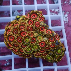 Close-up of a colorful coral colony with many circular polyps, orange rings and red centers, on a white grid background.