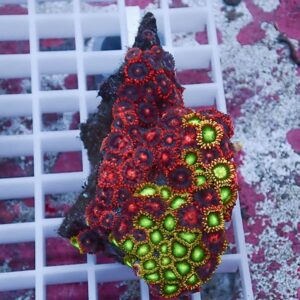 Colorful encrusting coral fragment with red polyp centers and bright green edges on a white grid background.