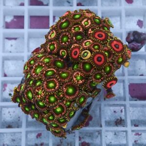 Colorful zoanthid coral colony with bright green centers and red rings resting on a white grid surface.