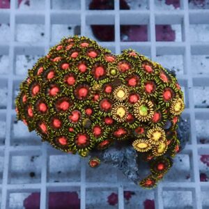 Cluster of red-centered zoanthid coral polyps with yellow rims on a rock.