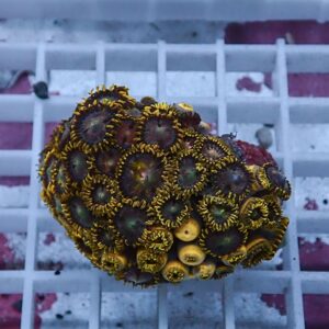 Close-up of a zoanthid coral colony with numerous yellow-ringed polyps and dark centers on a white grid.