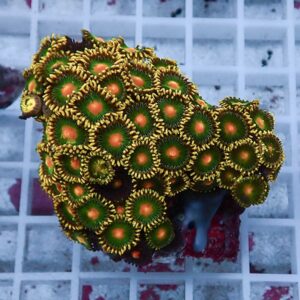 Cluster of zoanthid corals with green centers and orange-yellow edges on a rock base.