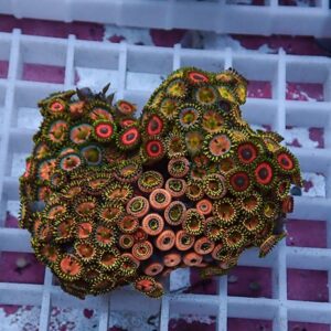 Colorful coral colony with circular polyps in orange, red, and neon green on a white grid surface in an aquarium setting