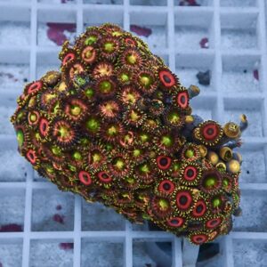 Colorful zoanthid coral colony with orange centers, green rings, and yellow fringed polyps resting on a white grid structure.