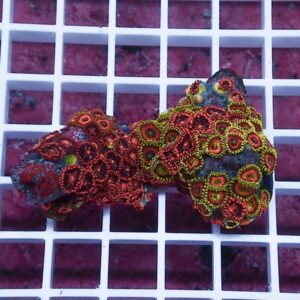 Colorful coral fragment with red and yellow circular polyps arranged in clusters on a dark base, resting on a white grid rack