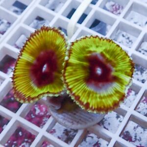 Two neon-green and red sunburst disc corals (or sea anemones) mounted on a plug, resting on a white grid rack.