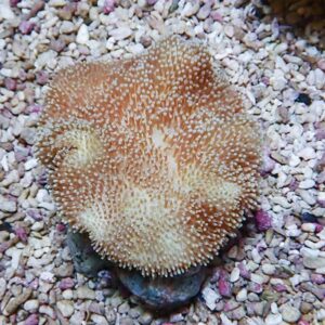 Round brown coral with white-tipped polyps on a rock, resting on a gravel seabed.
