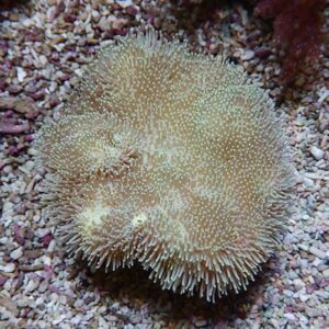 Round dome-shaped coral with numerous pale, spiky tentacles extending outward on a pebble substrate in an aquarium environment.