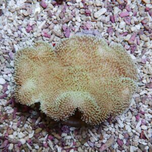 Yellow-brown coral with numerous tiny polyps on a pink pebble substrate.