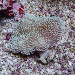 Plate-like coral with pale white polyps over a brown center, resting on a gravel seabed.