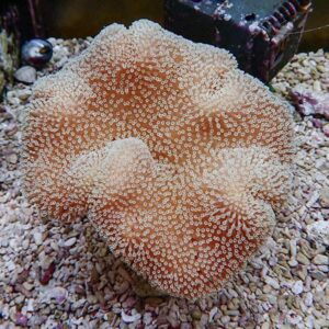 Orange plate coral with numerous white-tipped polyps spread across a gravel aquarium substrate.