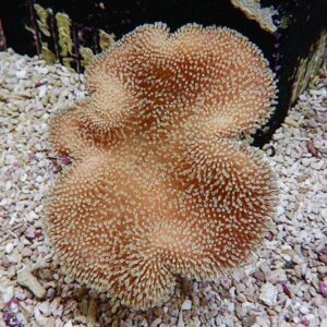 Orange-brown coral with numerous small white-tipped polyps spread across a fleshy, ruffled surface on a pebble substrate.