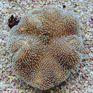 Brown coral colony with numerous small white-tipped polyps on a sandy pebble background.