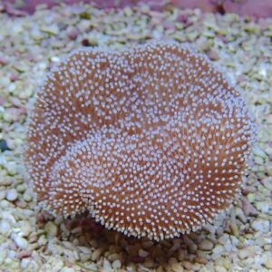 Brown circular coral with many white-tipped polyps on a sandy gravel seabed.