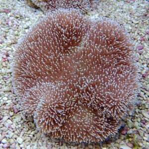 Circular brown coral with numerous white-tipped polyps spread over a pebble-covered seabed.