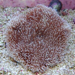 Round sea anemone with brown tentacles tipped in white on a sandy seabed edge, underwater.