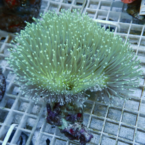 Green bubble-tip sea anemone with long tentacles and bulb-tipped tips attached to a rock in a tiled aquarium grid