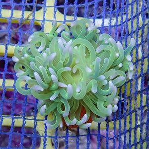 Green sea anemone with pale-tink tips packed with curled tentacles inside a blue mesh enclosure