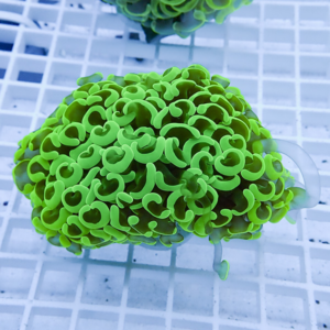 Neon green coral fragment with curly, cup-shaped polyps resting on a white grid rack in an aquarium setup.
