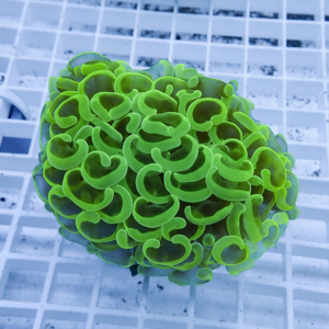 Neon green zoanthid coral colony with many frilly, circular polyps on a pale grid background (aquarium reference).