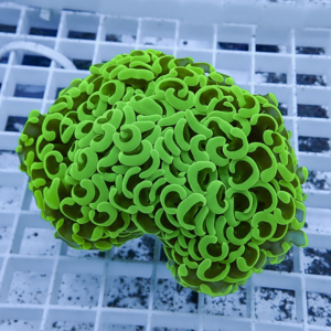 Close-up of a neon-green brain coral sculpture with maze-like folds on a white grid surface.