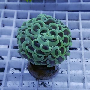 Green brain coral frag with labyrinth-like ridges mounted on a plug in a grid rack.