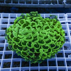 Bright neon green coral frag with wavy cup-shaped polyps resting on a white grid shelf in an aquarium surface.