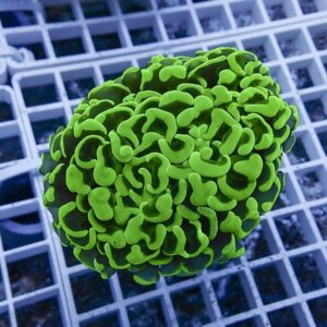 Bright green brain coral fragment resting on a white grid-like rack.