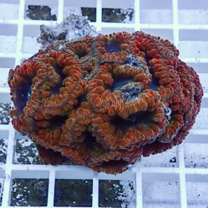 irm-b-2225 - AQUAGIFT 用品ショップ Close-up of a colorful brain coral with orange-red ridged polyps on a white frag rack