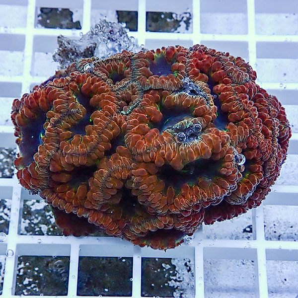 【サンゴ現物3】オオタバサンゴ! 15時までのご注文で当日発送 【サンゴ】(t236