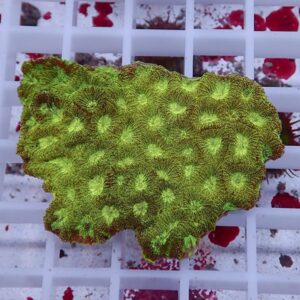 Bright green coral fragment with many small, rounded polyps on a white grid surface.