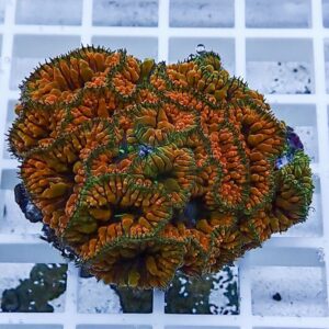 irm-b-2227 - AQUAGIFT 用品ショップ Colorful coral frag with bright orange and green ridged polyps resting on a white grid rack.