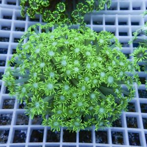 irm-b-2230 - AQUAGIFT 用品ショップ Neon green zoanthid coral colony with star-shaped polyps on a frag plug resting on a plastic grid surface to show scale and setup.
