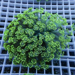 irm-b-2231 - AQUAGIFT 用品ショップ Close-up of a green succulent with many tiny circular leaf clusters on slender stems, resting on a gray plastic grid.