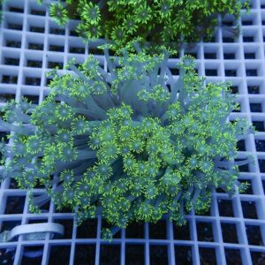 irm-b-2233 - AQUAGIFT 用品ショップ Bright green, plume-like coral ornament resting on a blue grid surface, resembling an underwater reef decoration in an aquarium setting.