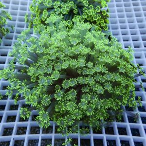 Close-up of a bright green succulent with star-shaped rosette leaves on a gray lattice surface.